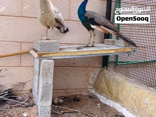 للبيع زوج طاووس بصحة ممتازة وجاهزية تامة:  الأنواع: ذكر طاووس أزرق هندي + أنثى (أنثى طاووس بيضاء/سب