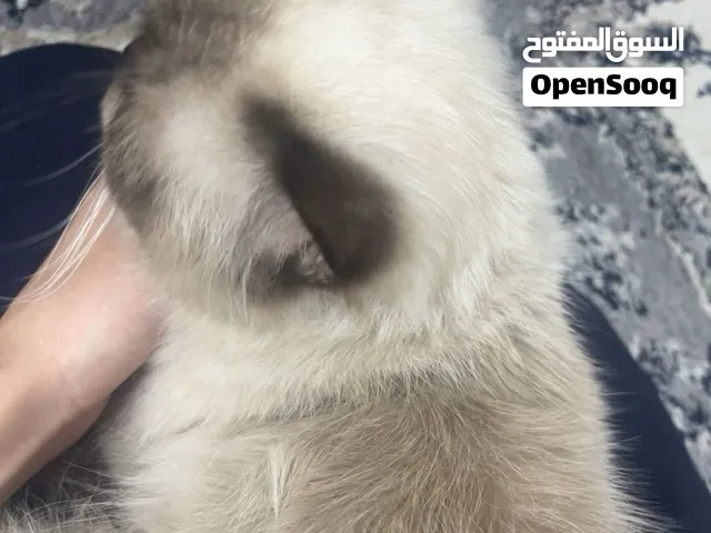 قطوه اسمها لوفتي