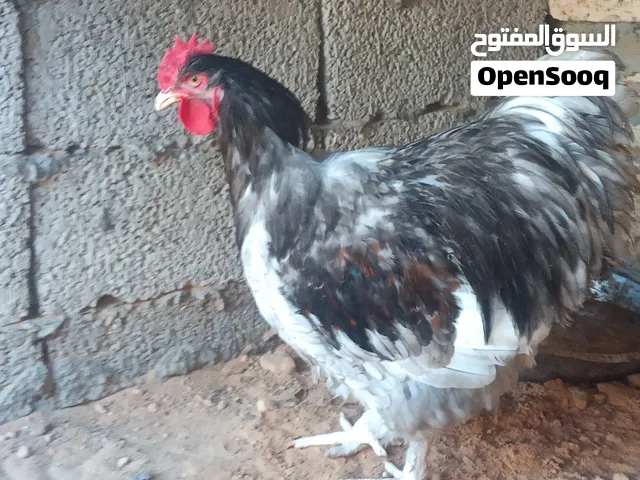 متوفر فروج كلاي تبارك الرحمن