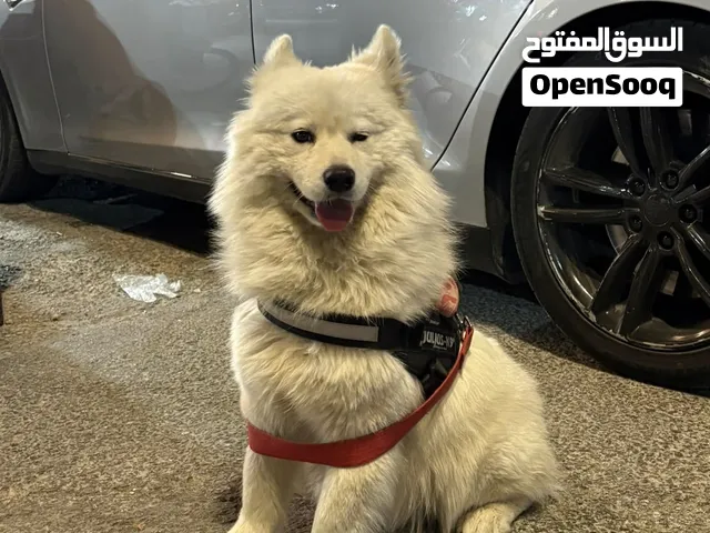 كلبه انثى سموايد عمر 9 تشهر للبيع مدربه