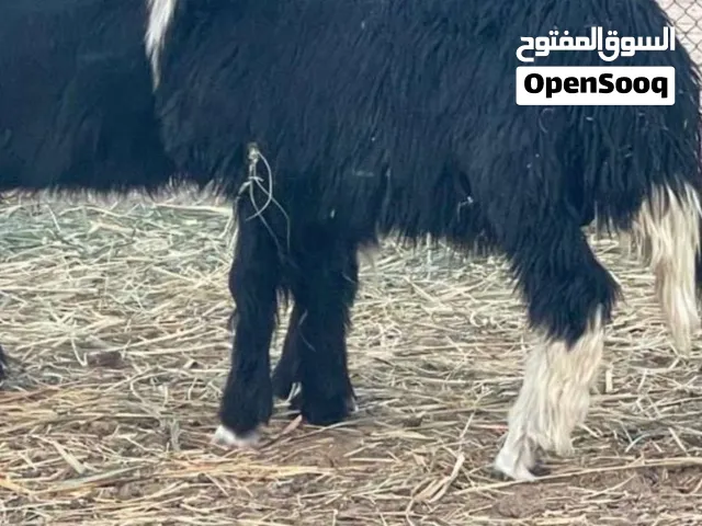 ذبايح عمانية