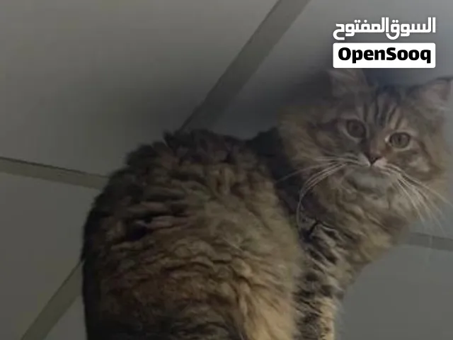 قطة للتزاوج