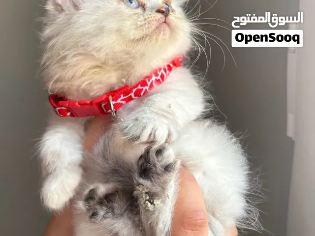 هيمالايا بلو بيور العمر55يوم