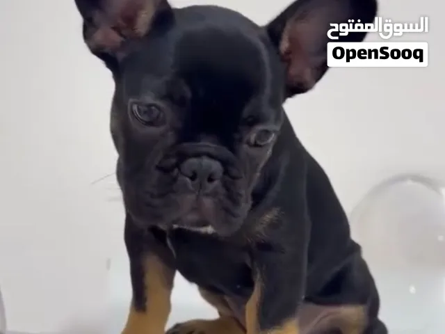 فرنش بولدوغ نثية