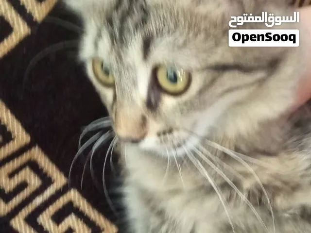 قطط للبيع صغيرة