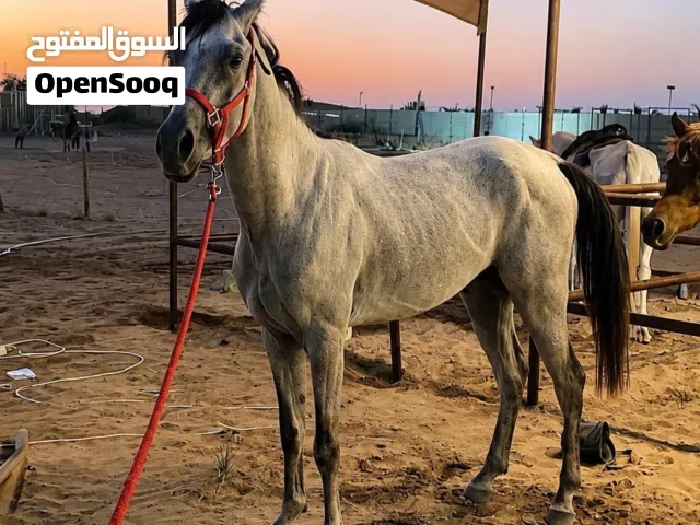 حصان فحل سرعه العمر 3 سنوات
