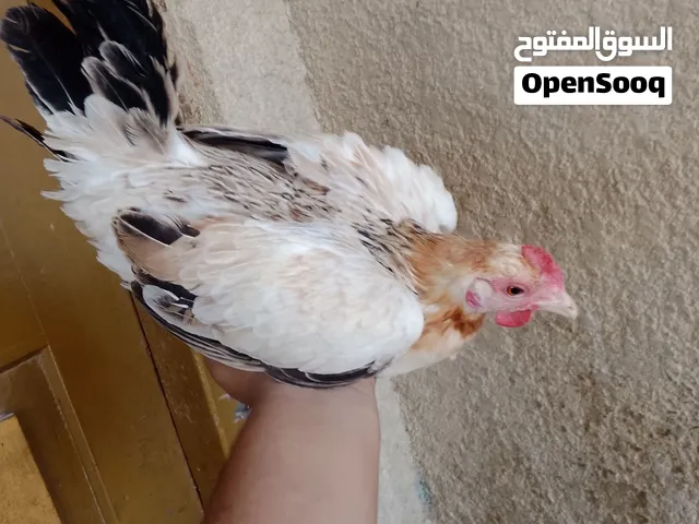 متاح دجاج كويتي