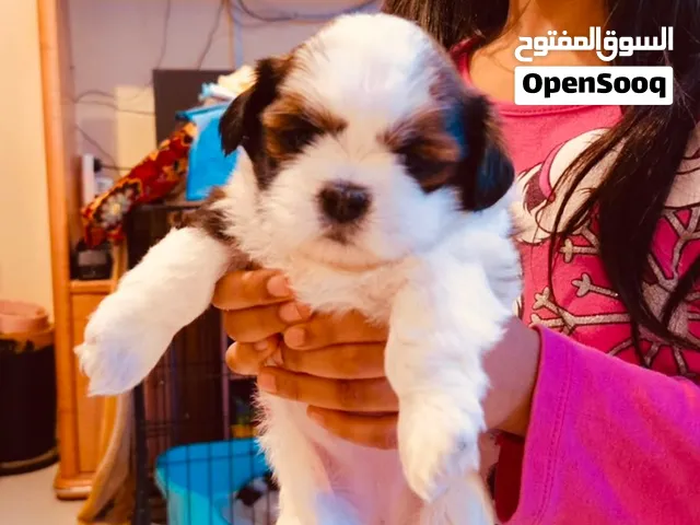 shihtzu pure breed