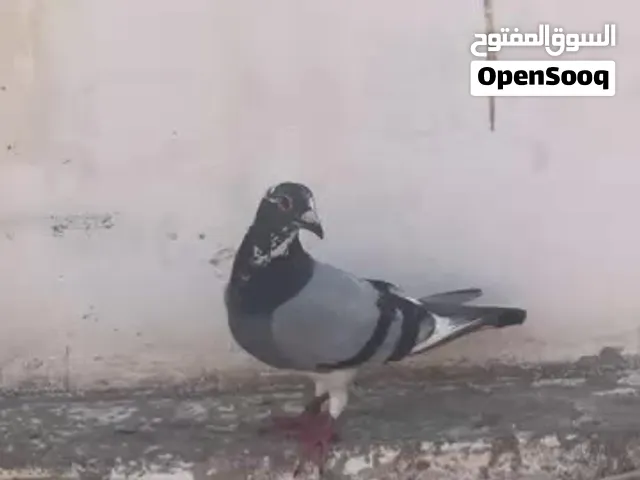 حمام زاجل ملكي 2026