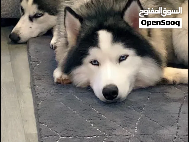 هاسكيات زوج - ألاسكا مالموت ذكر - سيبيري أنثى
