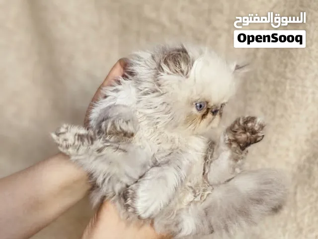 قط هيمالايا زرار بيور بلو بوينت