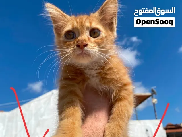 قطط شيرازي  برتقالية للبيع سعر مميز