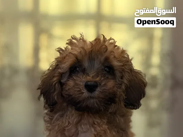 available teacup poodle male 5 months price for both 4000 vaccinated with passport