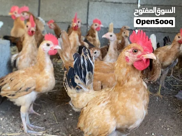 دجاج بلدي فواتح داخل اربع شهور