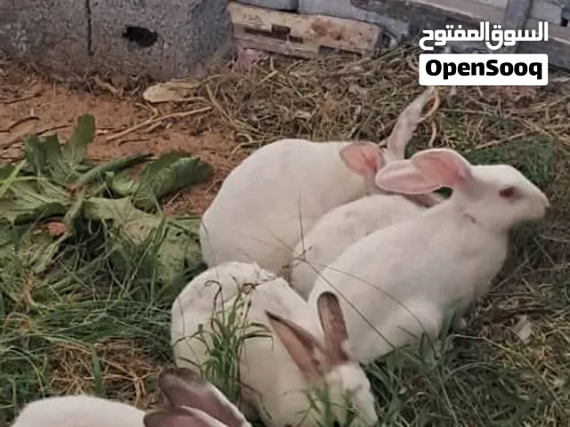 ارانب ربي يبارك