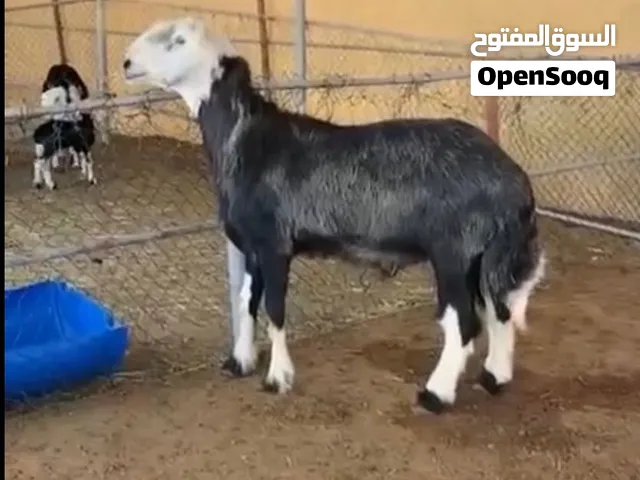 خرفان نجديات للبيع العدد 4