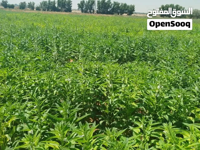 للبيع فدان أرض زراعية ملك -مسجل وحيازه زراعيه تبعد كيلو ونص من طريق مصر اسكندرية الصحراوي