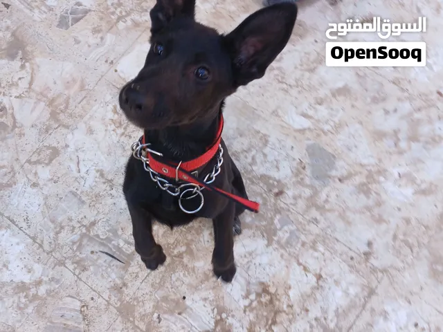 انتايه مالينوا مكسيكيه اوامر   و مطعمه شراسه ربي يبارك عمرها4شهور