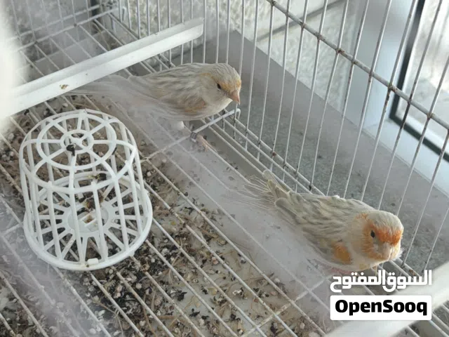 طيور للبيع