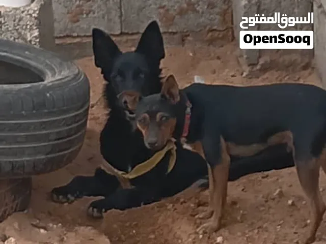 السلام عليكم عندي زوز كلاب للبيع واحد شيواوا والتاني مالينوا