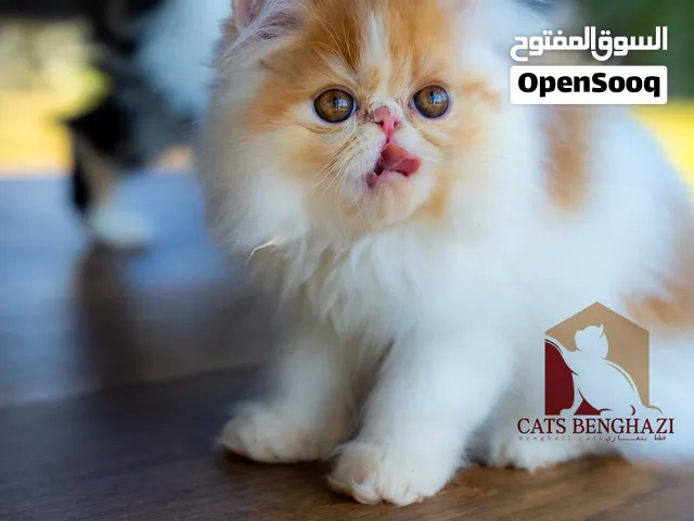 قطط فانات بيرشن بيكي فيس