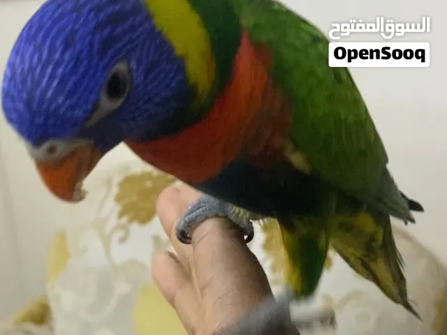 لوري العمر فوق 3 شهور