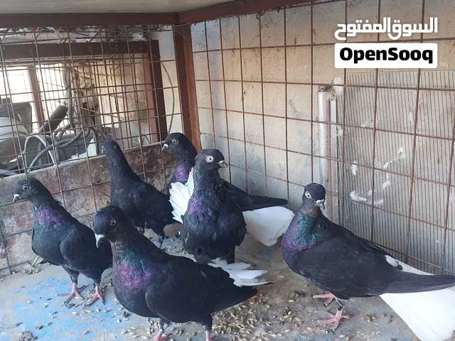 نوريات سود 25 دينار للجميع