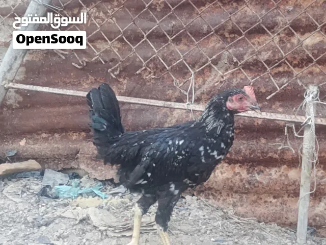 سلام عليكم  ديج و دجاجه كلش حلوات مالت بيت دجاج سرحي مال بستان كلش نضاف ديج ابو كويتي شمسي
