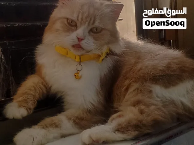 قطة شيرازي، شنشيلا نوع وميكس نادر. بيع مستعجل وسعر بمثابة القطة العادية