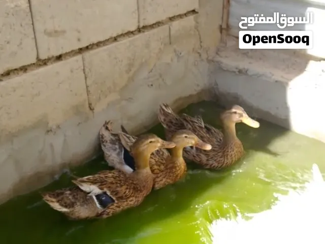 السلام عليكم متاح بشوش خضيري 3 نثاية وفحل مكاني البصرة ابو الخصيب