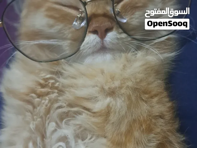 قطط شيرازي للتبني