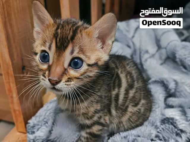 Exceptional Purebred Bengal Kitten for Sale - 50 Days Old - Rosetted Coat