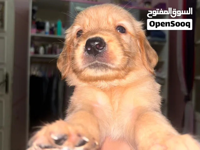 جولدن ريتيفر جراوي تقليب عالي جدا