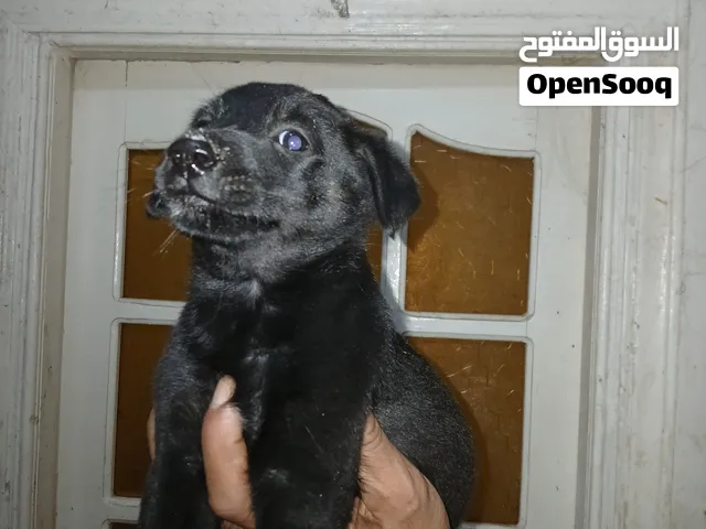 نتاية بلاك كوت بسعر خيالي 25 يوم متطعمة ديدان وحشرات شهر العسل البيطاش