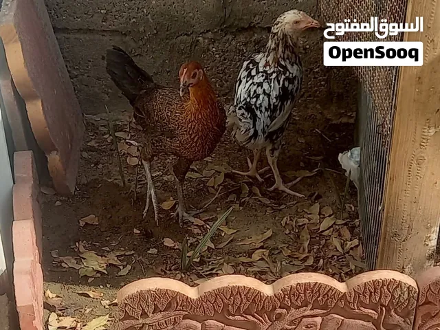 دجاج اثنين