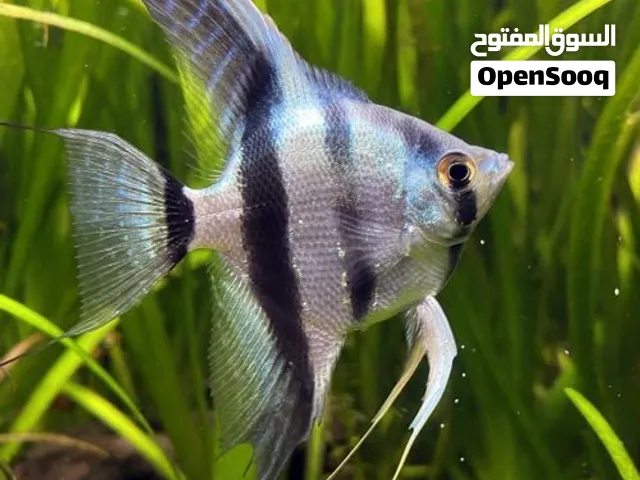 angel fish