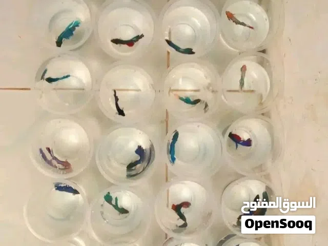 وصول دفع اسماك فايتر تايلندية فخمة