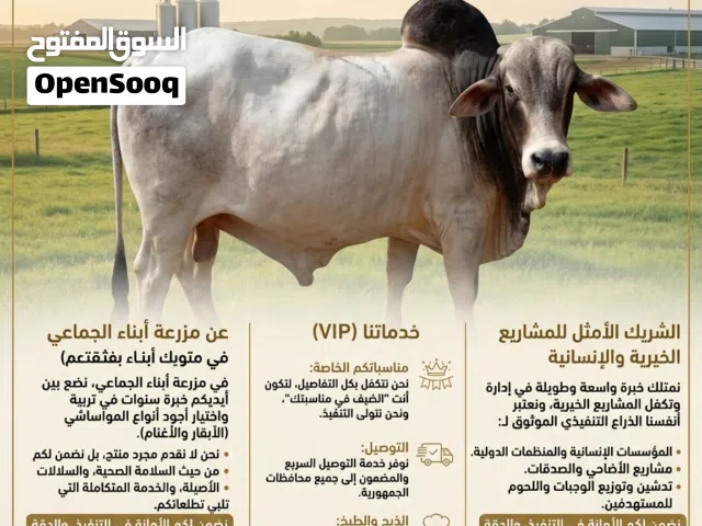 مزرعه ابنا الجماعي التربيه الموشي ابقار وغنام وجمال