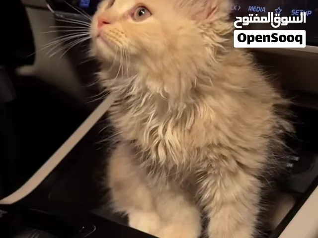 قطط شيرازي بيور