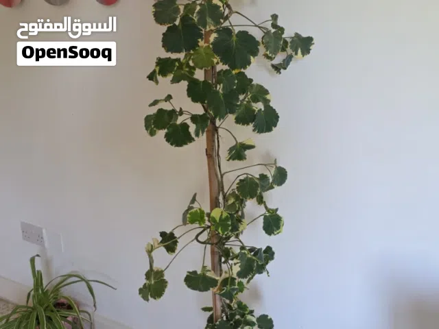 Beautiful Mature Houseplants (Dracaena Dragon Tree & Variegated Aralia) for Sale