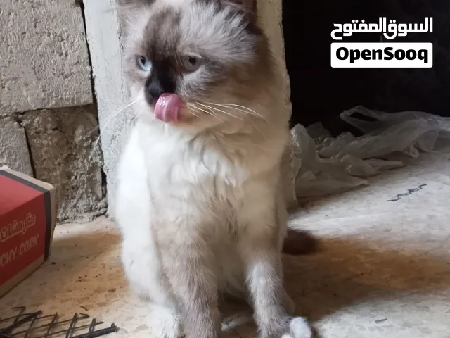 قط ذكر للبيع