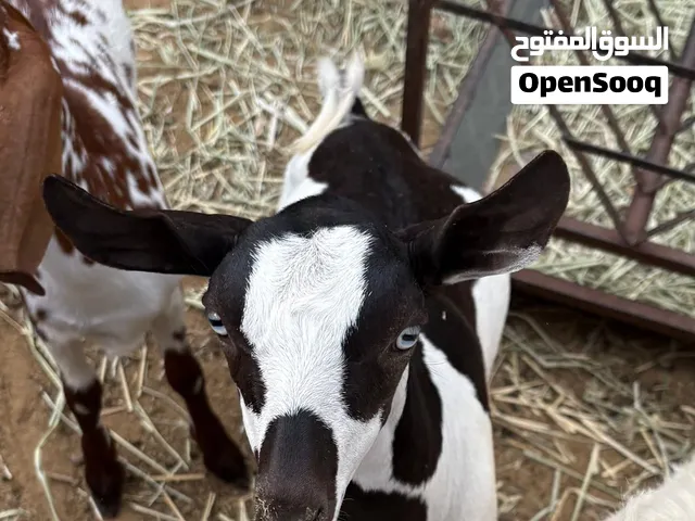 تيس صلالي .