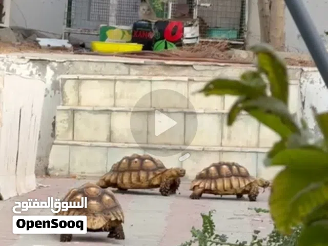 سلاحف السولكات العملاقه العدد 4العمر 5 سنوات تقريب