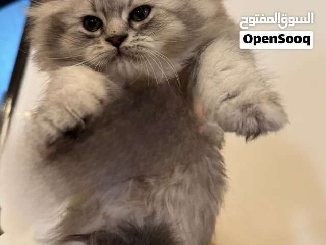 انثى مكس سكوتش فولد مع شيرازي
