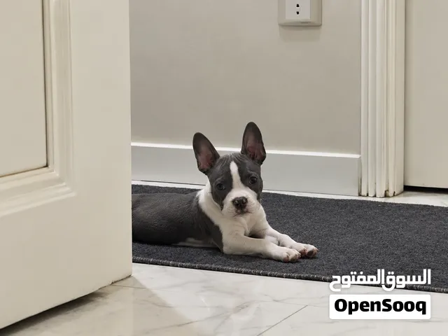 جرو American Bully للبيع  مواليد 24/6 الأب والأم معروفين مطعّم حسب سنه  صحي ونشيط وودود جدًا