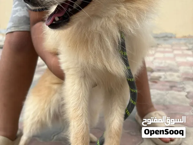 كلب للبيع الآن
