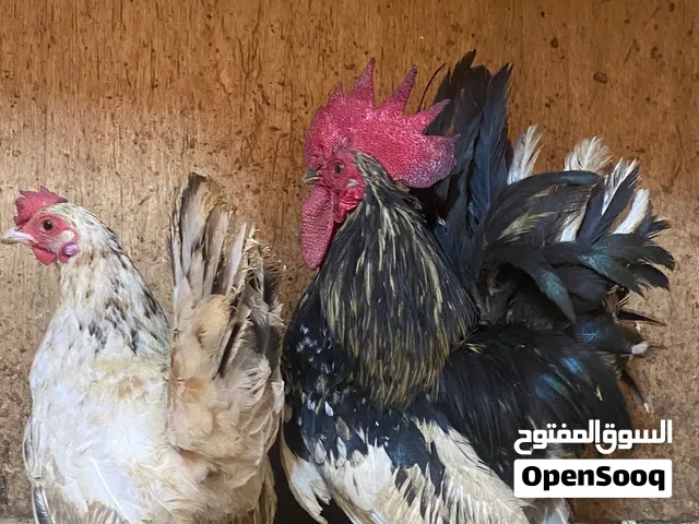 كوبيا كيني درجة أولى دجاج دحي
