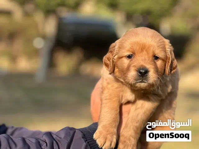 Golden retriever