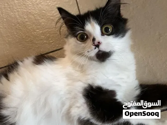 نوعه : Cross British