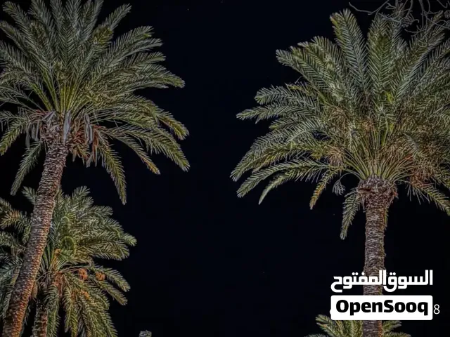 جيرمن جيربد